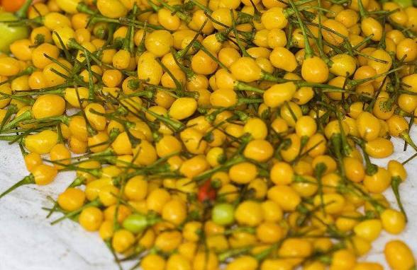 ���������Ĳ���Ƥ����������Ǯһ�� ��������ۣ��۸�Ϊʲô��ô��