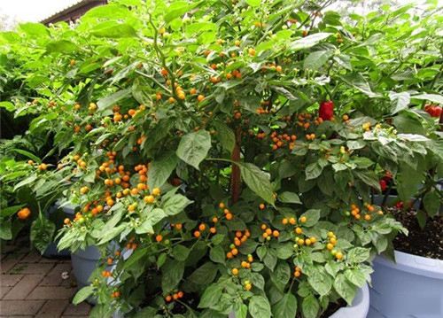 ���������Ĳ���Ƥ����������Ǯһ�� ��������ۣ��۸�Ϊʲô��ô��