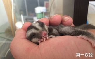 �۴�����ô��ƴ�� �������ࣺ�۴���Ϊʲô��������