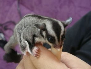 �۴�����ô��ƴ�� �������ࣺ�۴���Ϊʲô��������