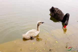 ������Ԣ�⼰�������麬�� ���겻��İ��飺һ��һ������