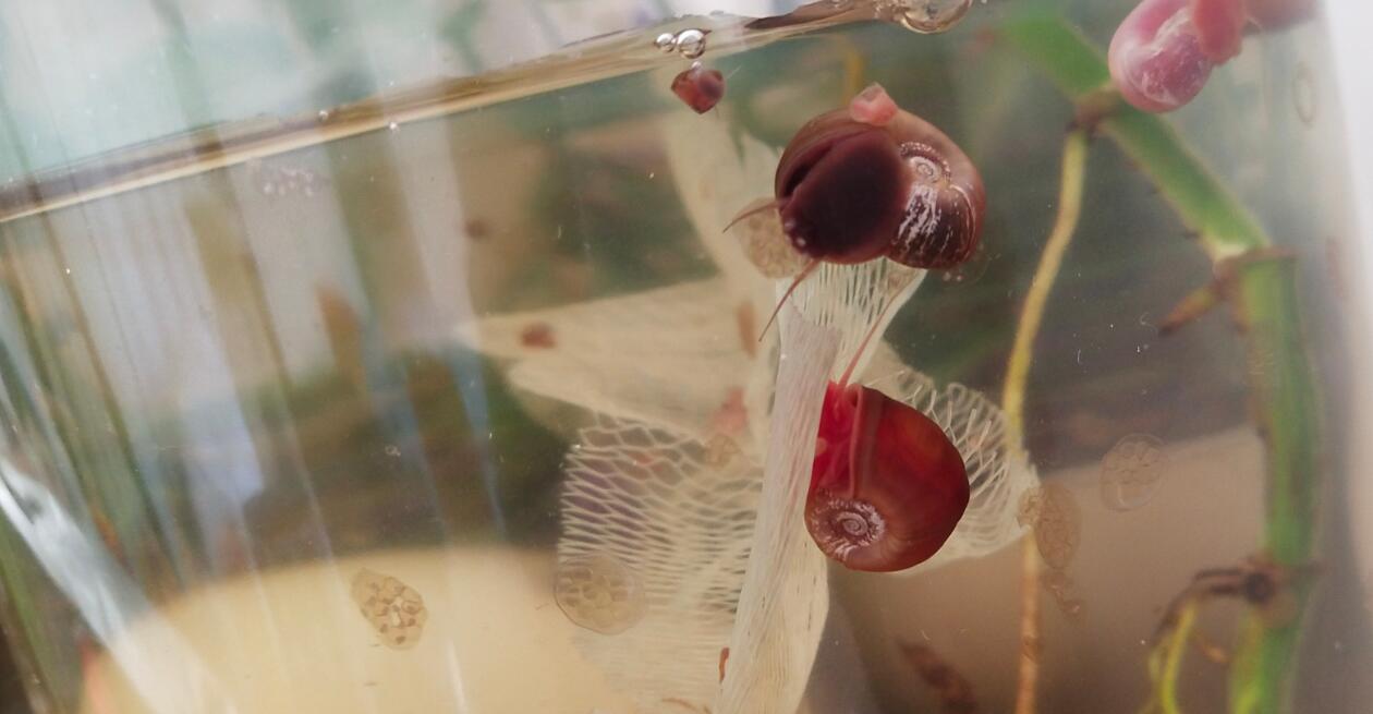 ƻ���ݱ��׵ĺô��ͻ��� ˮ�������ƻ������ֳ����