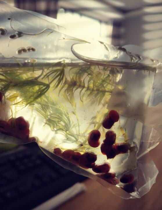 ƻ���ݱ��׵ĺô��ͻ��� ˮ�������ƻ������ֳ����