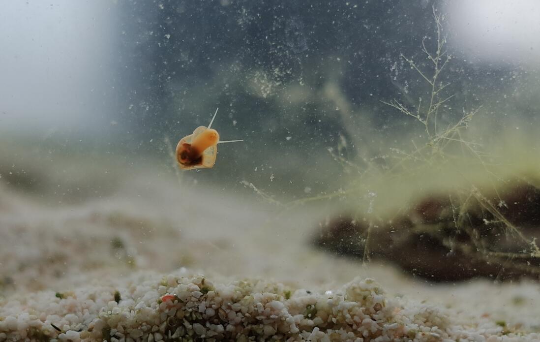 ƻ���ݱ��׵ĺô��ͻ��� ˮ�������ƻ������ֳ����