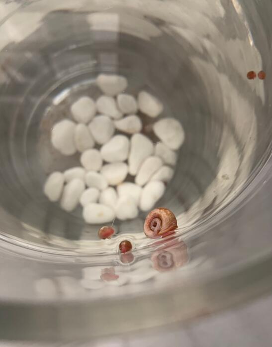 ƻ���ݱ��׵ĺô��ͻ��� ˮ�������ƻ������ֳ����