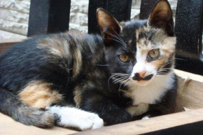 ���è��ʲôƷ�� ���в����������è���вƻ��Ǳ�а