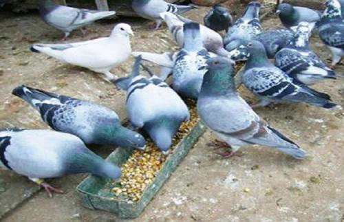 Ϊʲô˵�����ӻ�һ�� Ӱ���ˮ�����������ӶԷ�ˮ����