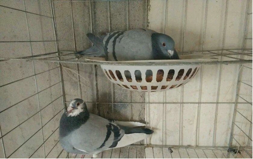 Ϊʲô˵�����ӻ�һ�� Ӱ���ˮ�����������ӶԷ�ˮ����