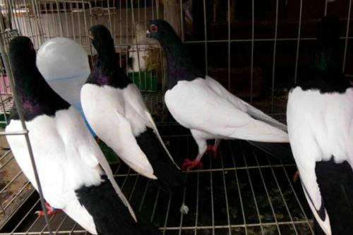 Ϊʲô˵�����ӻ�һ�� Ӱ���ˮ�����������ӶԷ�ˮ����