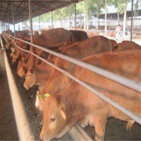 ��ţһ��һͷţһ��׬����Ǯ ���ϲ�����5000Ԫ����