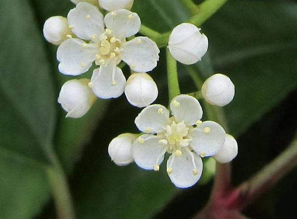 ʯ骻�����ζ��ʲôζ�� Ϊʲô�ۣ�ʯ骻�Ϊʲô�о���