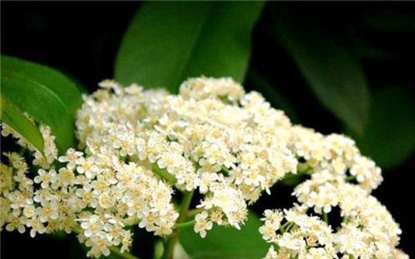 ʯ骻�����ζ��ʲôζ�� Ϊʲô�ۣ�ʯ骻�Ϊʲô�о���