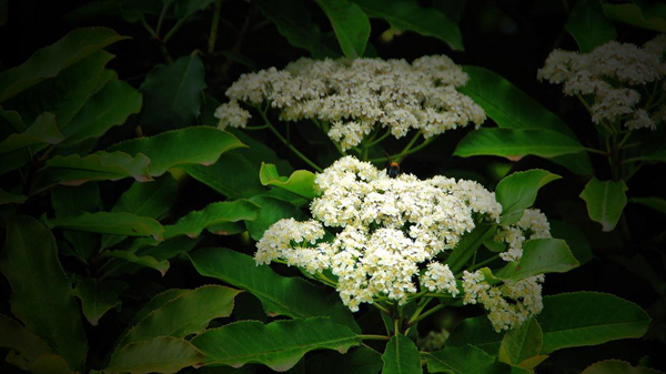 ʯ骻�����ζ��ʲôζ�� Ϊʲô�ۣ�ʯ骻�Ϊʲô�о���