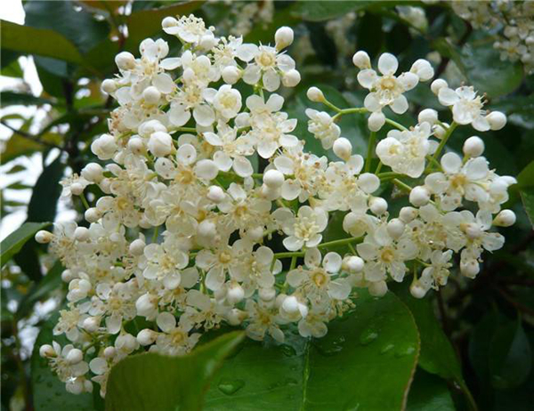 ʯ骻�����ζ��ʲôζ�� Ϊʲô�ۣ�ʯ骻�Ϊʲô�о���