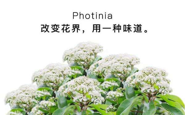 ʯ骻�����ζ��ʲôζ�� Ϊʲô�ۣ�ʯ骻�Ϊʲô�о���