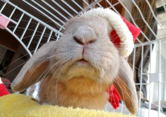 垂耳兔为什么不能养 追悔莫及:垂耳兔长大了好丑好难看