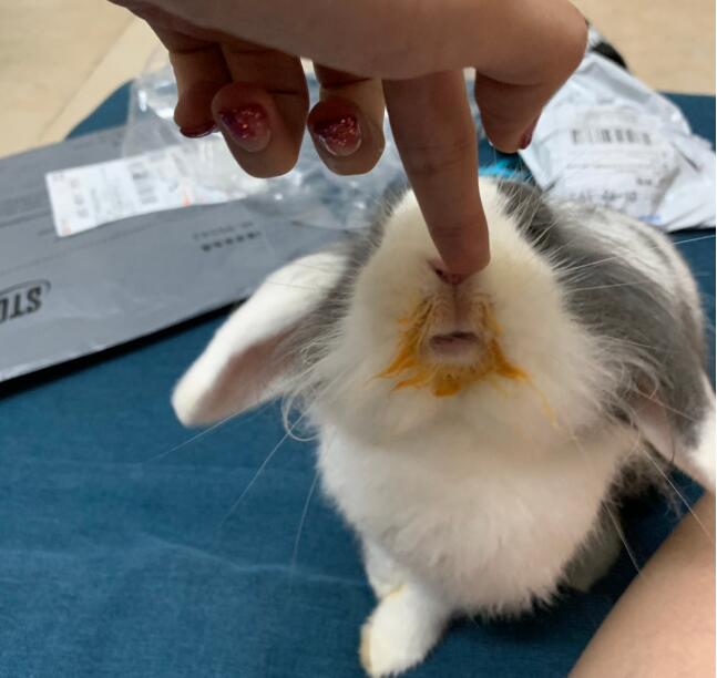 垂耳兔为什么不能养 追悔莫及:垂耳兔长大了好丑好难看