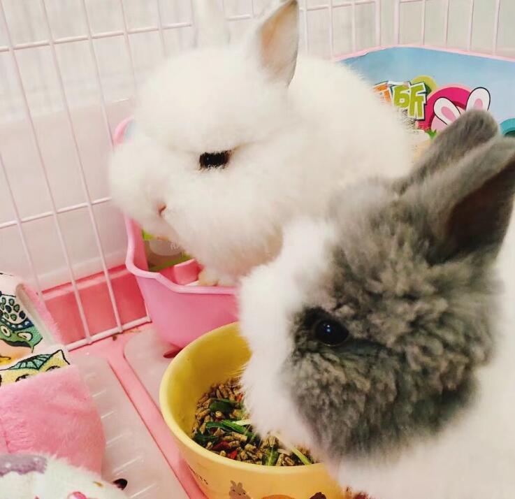 垂耳兔为什么不能养 追悔莫及:垂耳兔长大了好丑好难看