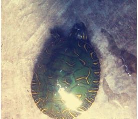 ������������������ ��Ҫ����������������������