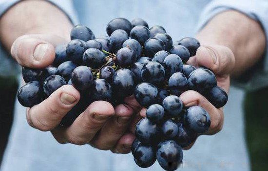 �Ϸؽ�����ʲôˮ�� �㽶/����/���ѣ��Ϸز��ܴ�������ˮ��