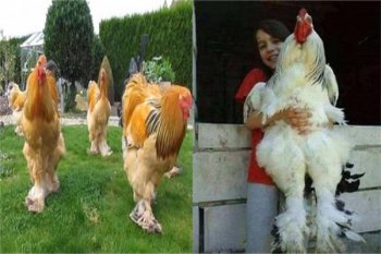 �����ż�Ϊʲô��ֹ���� ���������ļ������ż�����ֳ��