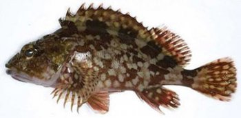 石九公鱼多少钱一斤 以石头为伴:石九公鱼吃什么长大