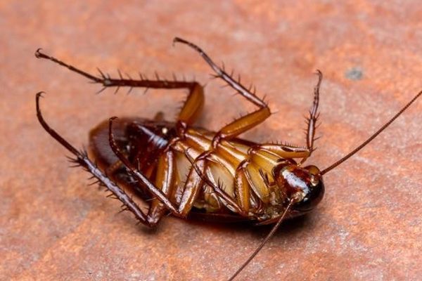 �����ô�������С���� ���ҩʲô���Ӻ���,��ɱ������