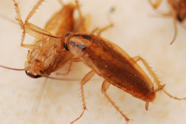 �����ô�������С���� ���ҩʲô���Ӻ���,��ɱ������