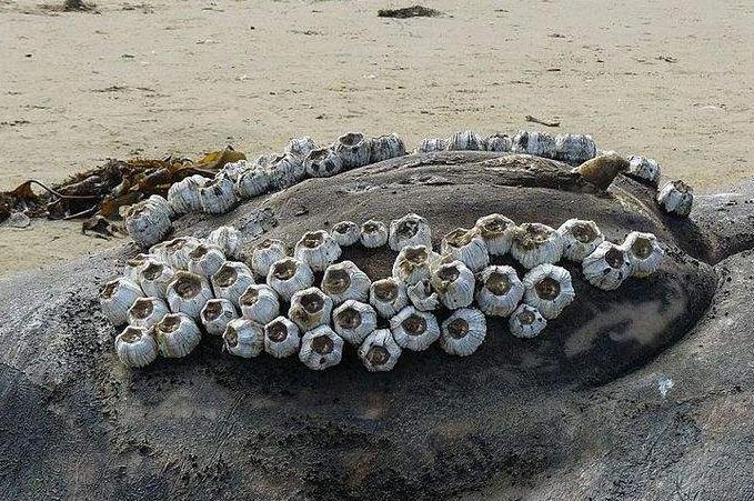 ϵٺôγɵİ ٺôŪ