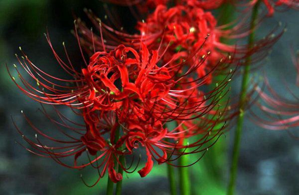 驱邪的颜色有哪些 日常生活中驱鬼辟邪最厉害的东西