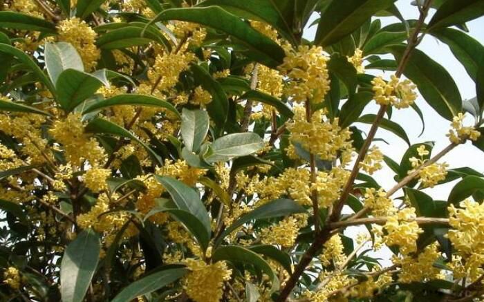 ��լ��������� ��ˮ���Ĵ���լ������