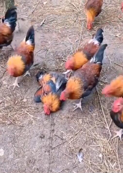 ��������������� �����棺��ѧ����������������ʲôԭ��