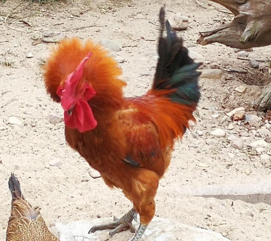 ��аΪʲôҪ�ù���Ѫ ��ʵ�����й���Ѫ��аʹ�÷���