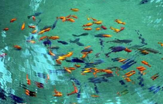 Сʯ̶����ʵ�Ǹ������� �Զ�̫�󣺲����ϳ�ʶ�ĵط��������