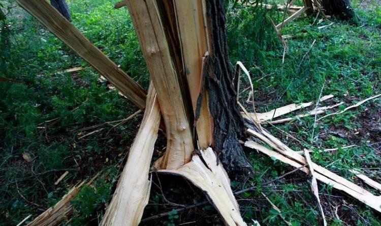 �׻�ľ��ʲôľͷ ��ô��:Ϊʲô˵�׻�ľ���Ա�а