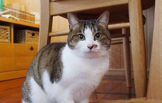 �����й����������� ���ֱ��֣������й��ļ���