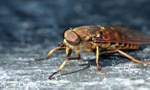 马蝇分布在中国哪里 主要分布在热带森林