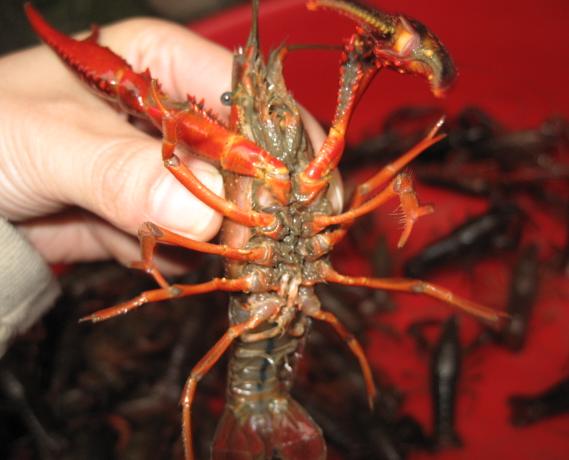 Ұ��С��Ϻ���·ݿ���ץ �ܳ���Ұ��С��Ϻ����ֳС��Ϻ�ĸ���