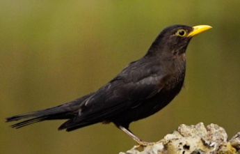 �����Ϊʲô������ ��������������Ǽ�������