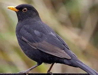 �����Ϊʲô������ ��������������Ǽ�������