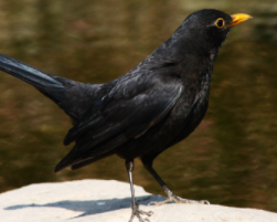 �����Ϊʲô������ ��������������Ǽ�������