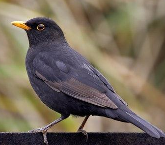 �����Ϊʲô������ ��������������Ǽ�������