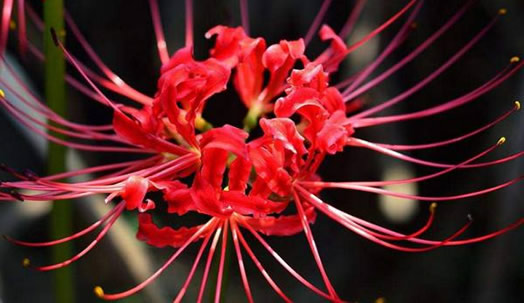 �˰�������ͼƬ ��Ҫ���ƣ�Ů����ǰ�Ʊ˰��������ĺ���