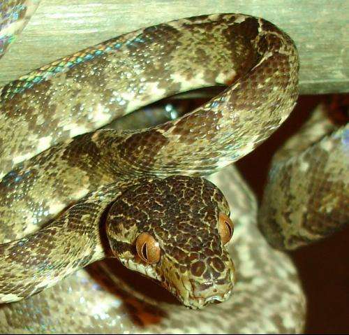 ��������β������˼ ���ߺ�ɫ�������ƽ�������Ĵ�����