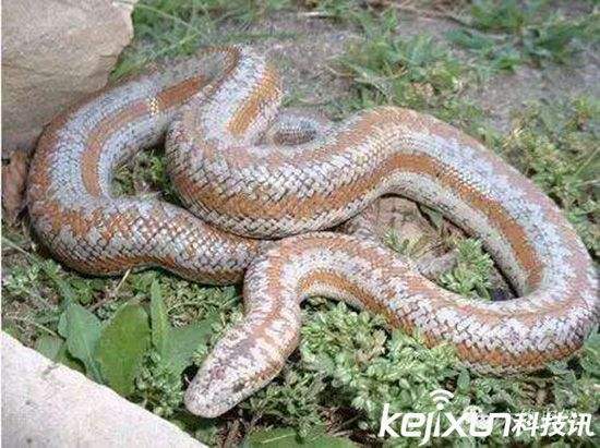 ��������β������˼ ���ߺ�ɫ�������ƽ�������Ĵ�����