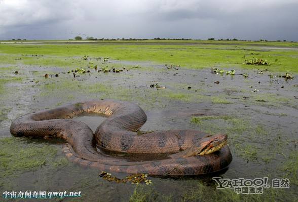 ��������β������˼ ���ߺ�ɫ�������ƽ�������Ĵ�����