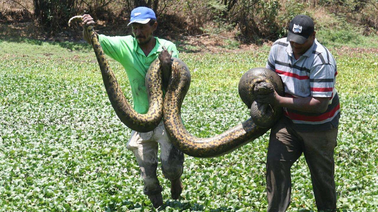 ��������β������˼ ���ߺ�ɫ�������ƽ�������Ĵ�����