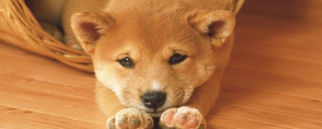 官媒为什么不挺崔永元 不挺崔永元是不想多管事