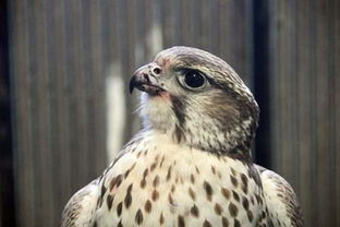 ������ͽ��˭���� �������ݷǳ�������������