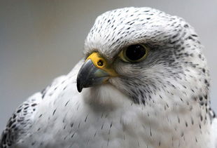 ������ͽ��˭���� �������ݷǳ�������������